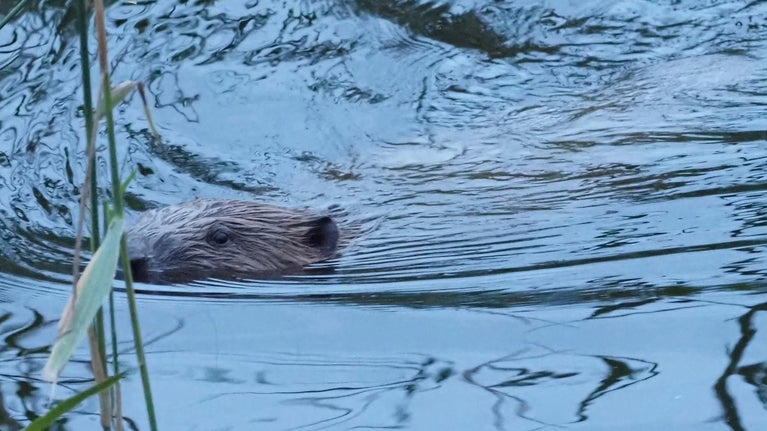 Beaver swimming with just its head out of the water.